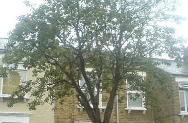 House, Willesden, London - Image 2